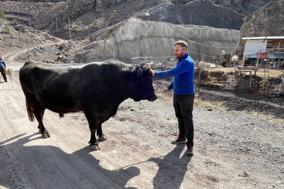 Artvin’de 800 kiloluk pehlivanlar arenaya çıkacak