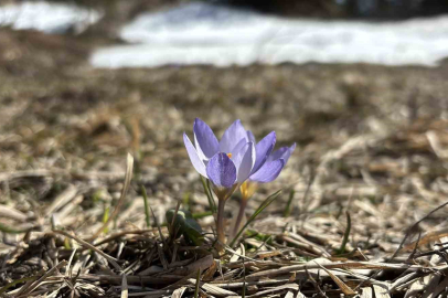 Bolu'da İki Mevsim Bir Arada: Karlar İçinde Çiğdemler Açtı
