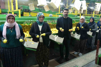 Erdemli'de Limon Mesaisi: Yüzde 70 Kadın Emeği