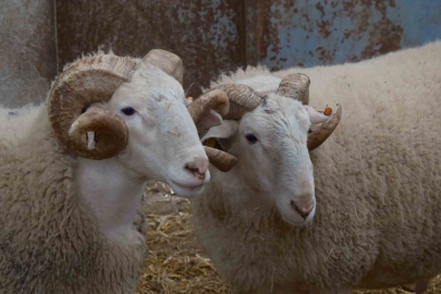 Şampiyon Koçlar Sahaya İniyor: 246 Bin Liralık Rekor