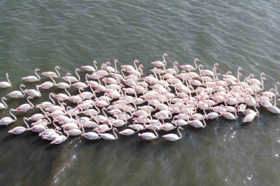Sanayi Kentinde Çevre Zaferi: İzmit Körfezi'nde Flamingo Bereketi