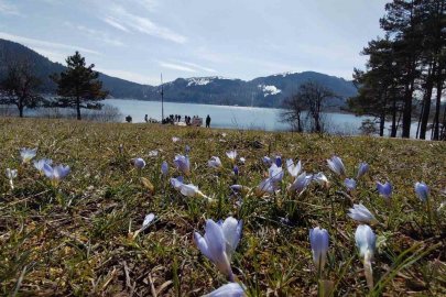 Bolu'da Karlar Eridi, Baharın Müjdecisi Çiğdemler Açtı
