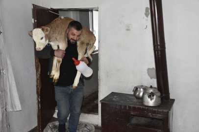 Hasta Buzağıya Ev Şefkati: Çorap Giydirip Soba Başında Baktılar