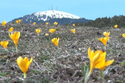 Salın Yaylası'nda Sarı Çiğdem Şöleni: Temizlik Çağrısı