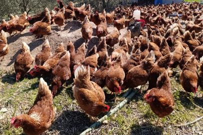 Yüksek Kiradan Kaçtı: 400 Tavukla Köyünde Üretime Başladı