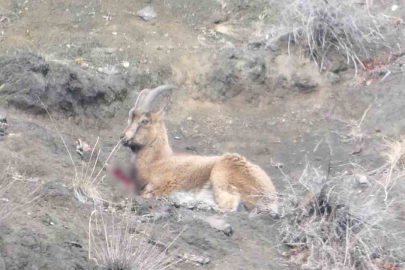 Erzurum'da Avcı Vahşeti: Yaralı Yaban Keçisi Koruma Altına Alındı