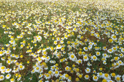 Sarıgöl'de Bahar Bereketi: Çiçek Açan Dağlar Arıcıları Sevindirdi