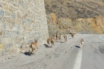 Sarp Kayalıkların Sahipleri Gümüşhane'de Yola İndi