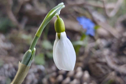 Spil'de İklim Şaşkınlığı: Kardelenler İkinci Kez Çiçek Açtı