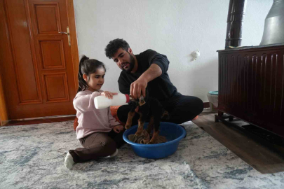 Sürüde Ezilmesin Diye Soba Başında Şırıngayla Oğlak Büyütüyorlar