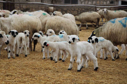 Yetiştiricilere Hayati Uyarı: Yavru Kayıplarına Son