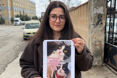 Kayıp Kedi Bihter: Sahipleri Çeyrek Altın Ödülüyle Arıyor