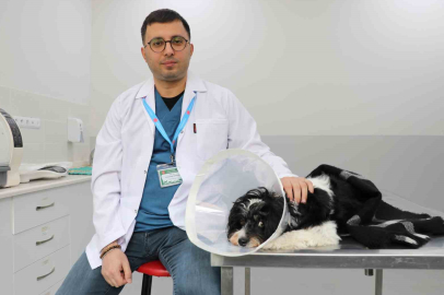 Tarçın'ın Karnından Çıkanlar Şoke Etti: Tam 140 Adet Taş!