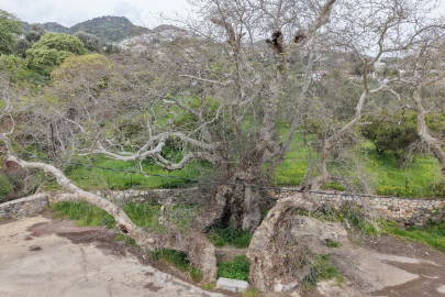 Bodrum'da İnanılmaz Keşif: 2 Bin Yıllık Çınar Ağacı Bulundu!