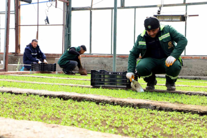Kuraklığa Karşı Renkli Önlem: Diyarbakır'a 2 Milyon Karanfil