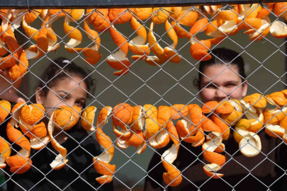 Dalında 20 Lira Olan Limonun Kabuğu Kuruyunca 65 Lira Oldu