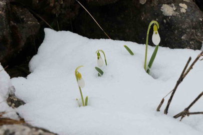 Toroslar'da Mart Sürprizi: Kardelenler Yeniden Kara Teslim