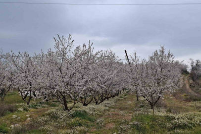 Yalancı Bahar Kabusu: Erken Açan Çiçekleri Don Korkusu Sardı