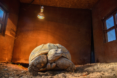 Antalya'nın En Yaşlısı 'Sabi'ye Hayat Arkadaşı Aranıyor!