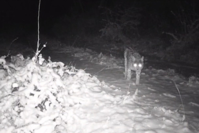Erzincan Dağlarında Fotokapan Şovu!