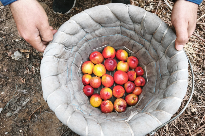 Mersin'de Seraların Yeni Gözdesi: 500 Liralık Nektarin Hasadı