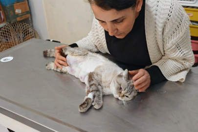 Osmaniye'de Vahşet ve Mucize: Patileri Kesilen Kedi Kanseri de Yendi