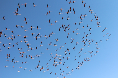 Tuz Gölü'nde Flamingo Çığlığı: 30 Binlik Cennet Kuruyor