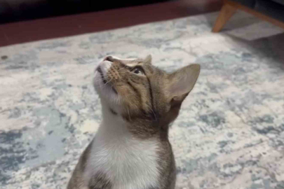 Zonguldak'ta 4 Yıllık Kusma Çilesine Son: Mideden Vakum Çıktı!