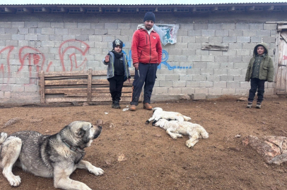 Erzincan'da Gizemli Kuzu Ölümleri: Üretici Çaresiz!