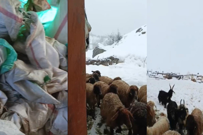 Hakkari'de 1,5 Metrelik Kar Kabusu: Üretici Acil Yem Bekliyor!