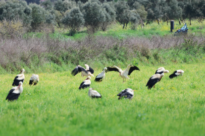 Hatay'da Leylek Şöleni: Kıtalararası Mola!
