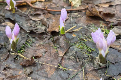 Şırnak'ta İnatçı Bahar: Karlar İçinde Çiçekler Açtı!