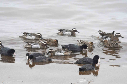 Tatvan'da Nadir Misafir: Çıkrıkçın Ördekleri Görüntülendi!