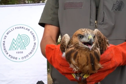 Türkiye’de 58 Bin Yaban Hayvanı Doğaya Döndü: Büyük Seferberlik