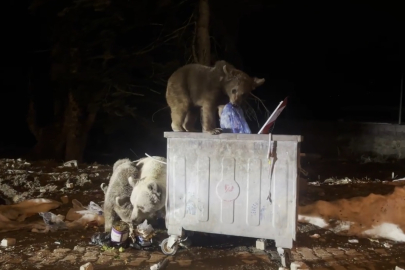 Uludağ'da Ayı Paniği: Kış Uykusundan Uyanan Aile Çöplüğe İndi!