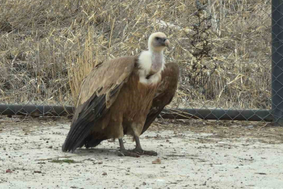Van'da Yırtıcı Kuşlar Özgürlüğe Gün Sayıyor!