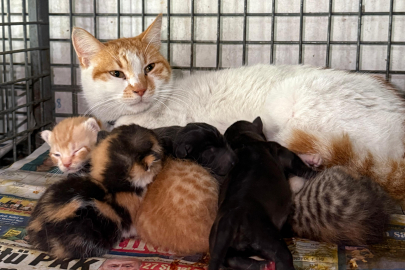 Alanya'da Öksüz Kalan Yavru Köpeklere Anne Kedi Sahip Çıktı