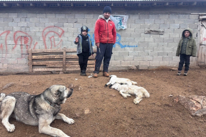 Erzincan'da Gizemli Kuzu Ölümleri: Valilikten İlk Açıklama Geldi!