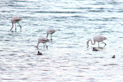 Van Gölü'nde Görsel Şölen: Baharın Habercisi Flamingolar Döndü!