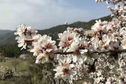 Akseki'de Bademler Çiçek Açtı: Üreticinin Gözü Havada