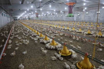 Elazığlı Üretici Devlet Desteğiyle Yılda 360 Ton Beyaz Et Üretiyor