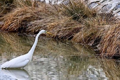 Erzincan'da Büyük Ak Balıkçılın Av Anı Kameraya Yansıdı