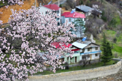 Gümüşhane'de Doğanın Renk Cümbüşü: Kış ve Bahar Bir Arada