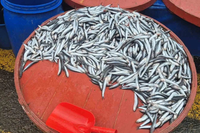 Hamsi Fiyatı Katlandı: 50 Liradan 200 Liraya Çıktı