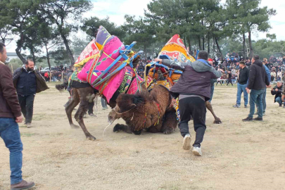 Şap Salgını Sonrası Burhaniye'de Deve Güreşi Antrenmanına Yoğun İlgi