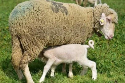 Balıkesir'de Yavru Kuzuların Açık Hava ve Anneyle İlk Buluşması