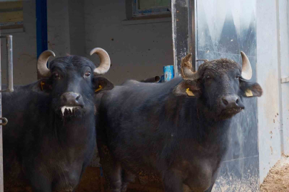 Yeni Manda Irkı Murana ile Süt Verimi İki Bin Litreye Ulaştı