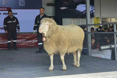 Damızlık Koç 1 Milyon 110 Bin Liraya Satıldı