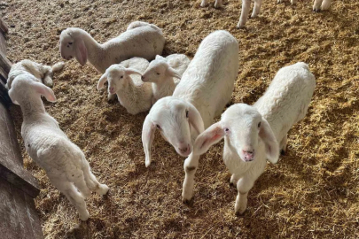 Kurbanlık Pazarlıkları Başladı: Fiyatlar Belli Oldu
