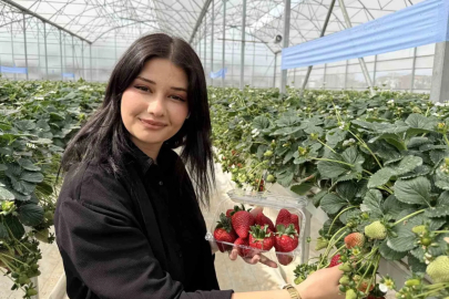 Tarsus Belediyesinin Topraksız Çilek Serasında İlk Hasat Sevinci